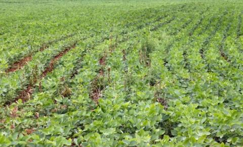 Termina dia 10 de janeiro prazo para registro da área plantada com soja em Mato Grosso do Sul