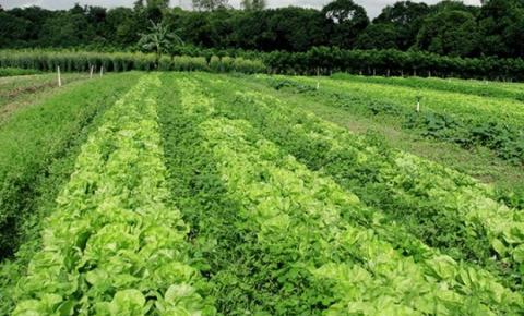 Como é a produção de verduras orgânicas?